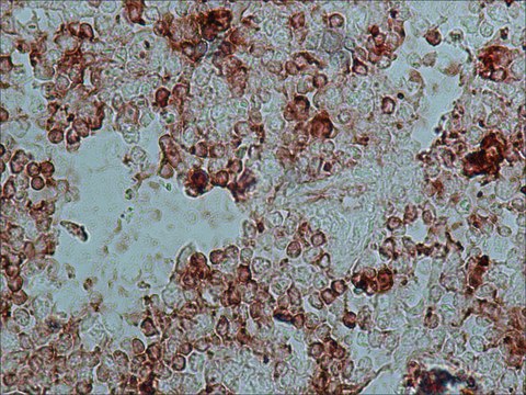 Anti-Rabbit IgG (whole molecule)–Peroxidase antibody produced in goat IgG fraction of antiserum, buffered aqueous solution