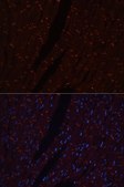 Anti-N Cadherin antibody produced in rabbit