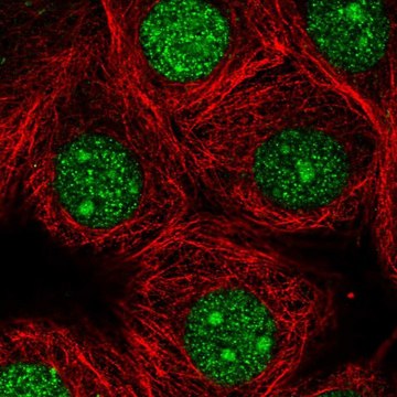 Anti-GMPR2 antibody produced in rabbit Prestige Antibodies&#174; Powered by Atlas Antibodies, affinity isolated antibody