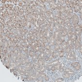 Anti-ANO7 antibody produced in rabbit Prestige Antibodies&#174; Powered by Atlas Antibodies, affinity isolated antibody, buffered aqueous glycerol solution