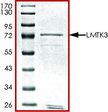LMTK3, GST tagged from mouse recombinant, expressed in baculovirus infected Sf9 cells, &#8805;70% (SDS-PAGE), buffered aqueous glycerol solution