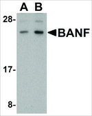 Anti-BANF1 (ab1) antibody produced in rabbit affinity isolated antibody, buffered aqueous solution