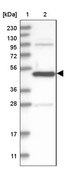 Anti-ATG4A antibody produced in rabbit Prestige Antibodies&#174; Powered by Atlas Antibodies, affinity isolated antibody, buffered aqueous glycerol solution