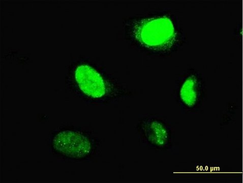 Monoclonal Anti-MYBL2, (C-terminal) antibody produced in mouse clone 1C7, purified immunoglobulin, buffered aqueous solution