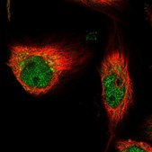 Anti-TUBD1 antibody produced in rabbit Prestige Antibodies&#174; Powered by Atlas Antibodies, affinity isolated antibody, buffered aqueous glycerol solution, Ab1