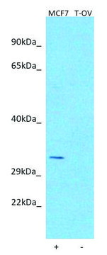Anti-ATF5 (N-terminal) antibody produced in rabbit affinity isolated antibody
