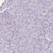 Anti-AKAP6 antibody produced in rabbit Prestige Antibodies&#174; Powered by Atlas Antibodies, affinity isolated antibody, buffered aqueous glycerol solution