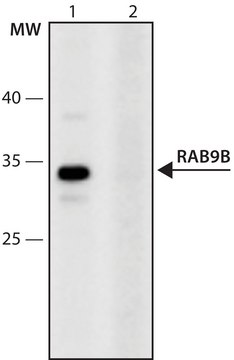 Anti-RAB9B (43-52) antibody produced in rabbit IgG fraction of antiserum