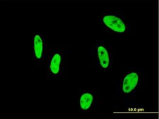 Monoclonal Anti-NUDT21 antibody produced in mouse clone 3F8, purified immunoglobulin, buffered aqueous solution