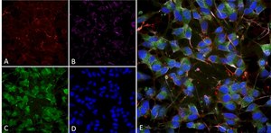 Monoclonal Anti-Mmp9 - Apc antibody produced in mouse clone S51-82, purified immunoglobulin