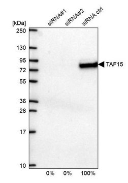 Anti-TAF15 antibody produced in rabbit Prestige Antibodies&#174; Powered by Atlas Antibodies, affinity isolated antibody