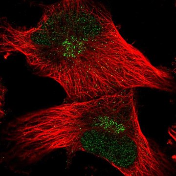 Anti-FAM107B antibody produced in rabbit Prestige Antibodies&#174; Powered by Atlas Antibodies, affinity isolated antibody