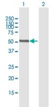 Anti-PNPLA3 antibody produced in mouse purified immunoglobulin, buffered aqueous solution