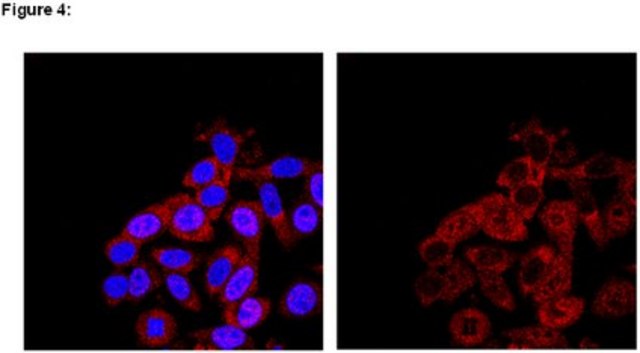 RIPAb+ SMN - RIP Validated Antibody and Primer Set from mouse