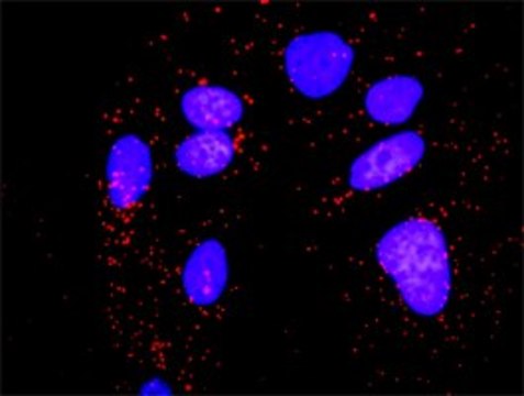 Anti-PPM1B antibody produced in rabbit purified immunoglobulin, buffered aqueous solution
