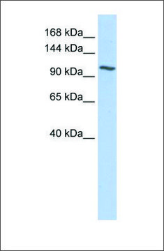 Anti-NNT antibody produced in rabbit affinity isolated antibody