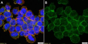 Anti-LZTFL1 Antibody, clone 1I2 ZooMAb&#174; Rabbit Monoclonal recombinant, expressed in HEK 293 cells