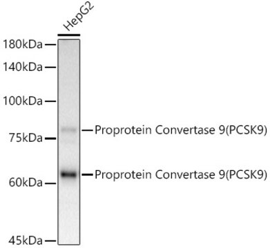 [KD Validated]Anti-PCSK9 Antibody, clone 9L4U5, Rabbit Monoclonal