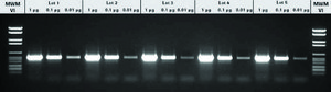 Taq DNA Polymerase, dNTPack suitable for PCR, optimum pH ~9.0 (20&#160;°C), dNTPs included