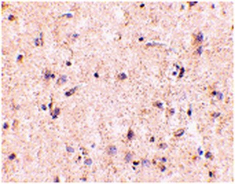 Anti-IRGM Antibody from rabbit, purified by affinity chromatography