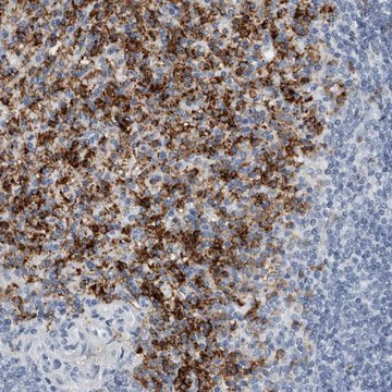 Anti-FCER1G antibody produced in rabbit Prestige Antibodies&#174; Powered by Atlas Antibodies, affinity isolated antibody, buffered aqueous glycerol solution