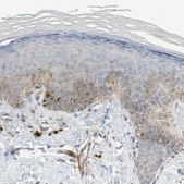 Anti-MELTF antibody produced in rabbit Prestige Antibodies&#174; Powered by Atlas Antibodies, affinity isolated antibody, buffered aqueous glycerol solution
