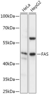 Anti-FAS antibody produced in rabbit