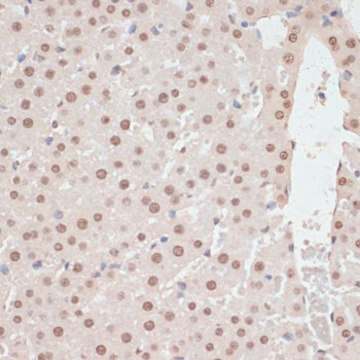 Anti-Phospho-PRKAA1-T183/PRKAA2-T172 antibody produced in rabbit