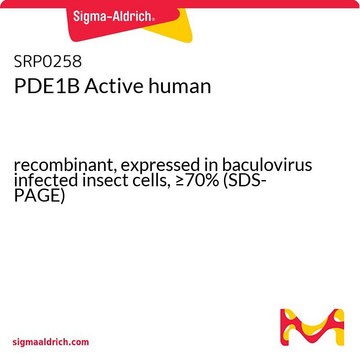 PDE1B Active human recombinant, expressed in baculovirus infected insect cells, &#8805;70% (SDS-PAGE)
