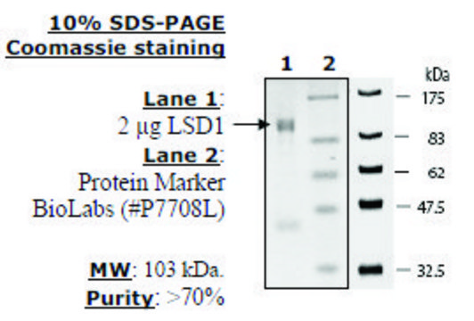 LSD1 Active human recombinant, expressed in E. coli, &#8805;70% (SDS-PAGE)