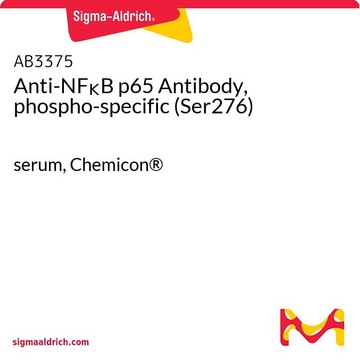 Anti-NF&#954;B p65 Antibody, phospho-specific (Ser276) serum, Chemicon&#174;