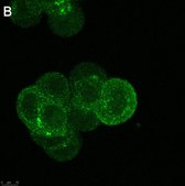 Anti-Rab5A Antibody, clone 3L17 ZooMAb&#174; Rabbit Monoclonal recombinant, expressed in HEK 293 cells