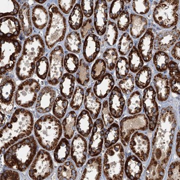 Anti-SPDYC antibody produced in rabbit Prestige Antibodies&#174; Powered by Atlas Antibodies, affinity isolated antibody, buffered aqueous glycerol solution