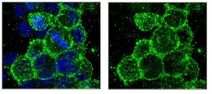 Anti-O4 Antibody, clone 81 clone 81 (mAB O4), Chemicon&#174;, from mouse