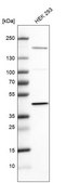 Anti-PDHA1 antibody produced in rabbit Prestige Antibodies&#174; Powered by Atlas Antibodies, affinity isolated antibody, buffered aqueous glycerol solution