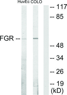 Anti-FGR antibody produced in rabbit affinity isolated antibody
