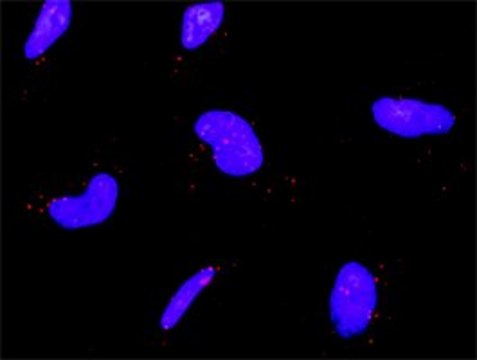 Monoclonal Anti-IKBKB antibody produced in mouse clone 2C3, purified immunoglobulin, buffered aqueous solution
