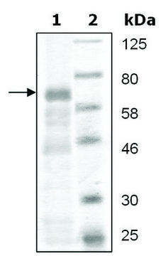 Cot active mouse recombinant, expressed in baculovirus infected Sf9 cells, &#8805;50% (SDS-PAGE)