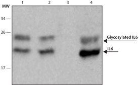 SILu&#8482;Rich Anti-IL6 MAb, biotin conjugated clone IL6-4G1, purified from hybridoma cell culture