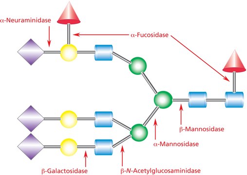 &#946;-Mannosidase from Helix pomatia 5-30&#160;units/mL, ammonium sulfate suspension, crude extract