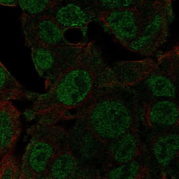 Anti-NEDD8 antibody produced in rabbit Prestige Antibodies&#174; Powered by Atlas Antibodies, affinity isolated antibody