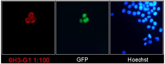 Anti-SARS-CoV-2 nucleocapsid Antibody, clone 6H3-G1