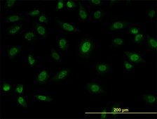 Monoclonal Anti-SFPQ antibody produced in mouse clone 6D7, purified immunoglobulin, buffered aqueous solution