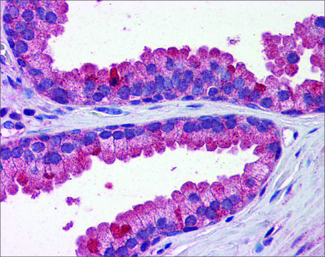 Anti-WNT3A, (N-terminal) antibody produced in rabbit affinity isolated antibody