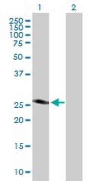 Anti-SPINT2 antibody produced in mouse purified immunoglobulin, buffered aqueous solution