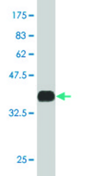 ANTI-MEF2A antibody produced in mouse clone 2F10, purified immunoglobulin, buffered aqueous solution