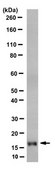 Anti-Histone H3.1 Antibody, clone 1D4F2 clone 1D4F2, 1&#160;mg/mL, from rat