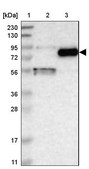 Anti-GGT7 antibody produced in rabbit Prestige Antibodies&#174; Powered by Atlas Antibodies, affinity isolated antibody, buffered aqueous glycerol solution