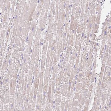 Anti-COPZ2 antibody produced in rabbit Prestige Antibodies&#174; Powered by Atlas Antibodies, affinity isolated antibody, buffered aqueous glycerol solution
