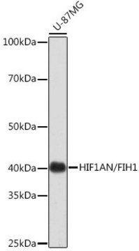 Anti- HIF1AN/FIH1 antibody produced in rabbit